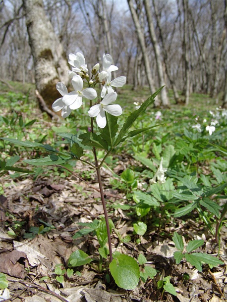 Image of Cardamine quinquefolia specimen.