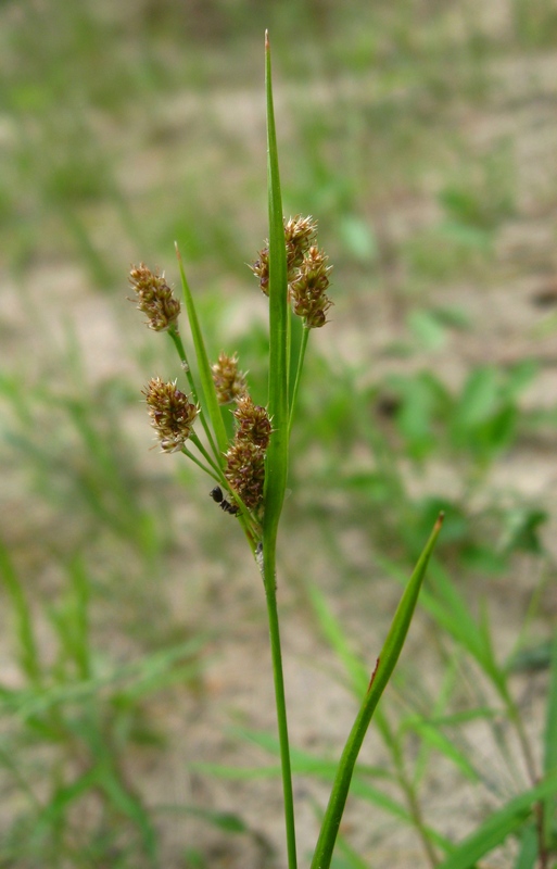 Image of Luzula pallescens specimen.