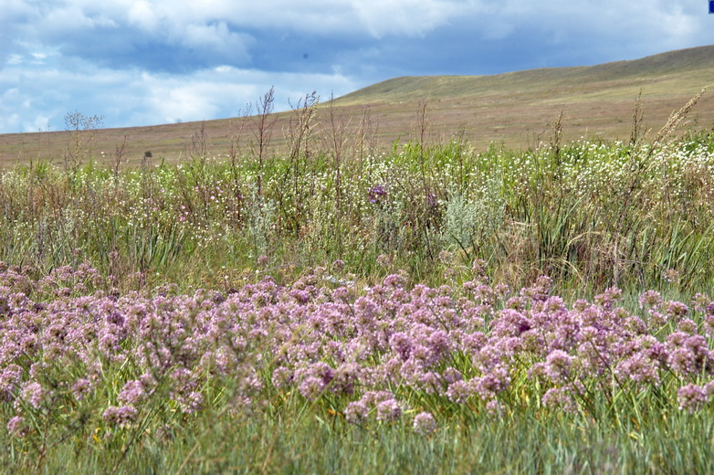 Image of Allium senescens ssp. glaucum specimen.