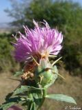 Centaurea iberica