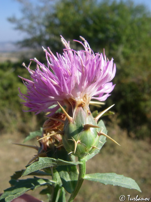 Изображение особи Centaurea iberica.