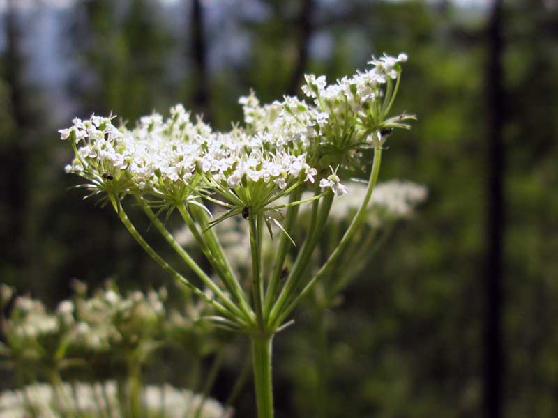 Изображение особи Kitagawia baicalensis.