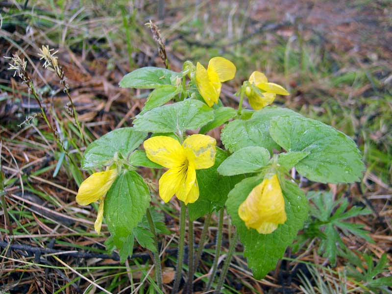 Image of Viola uniflora specimen.