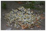 Eryngium maritimum