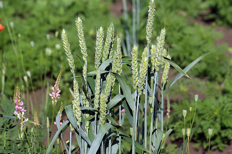 Изображение особи Triticum aestivum.