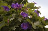 Ipomoea indica