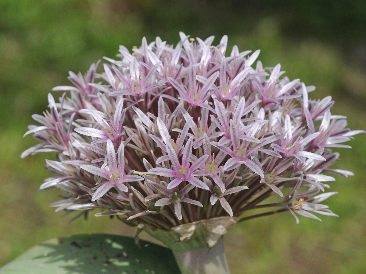 Image of Allium subakaka specimen.