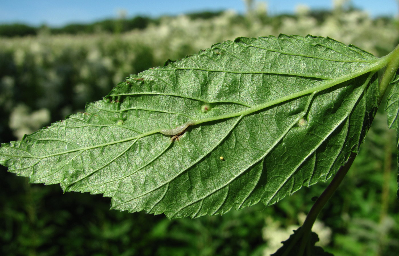 Image of Filipendula ulmaria specimen.