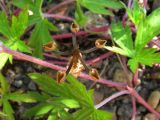 Geranium sibiricum