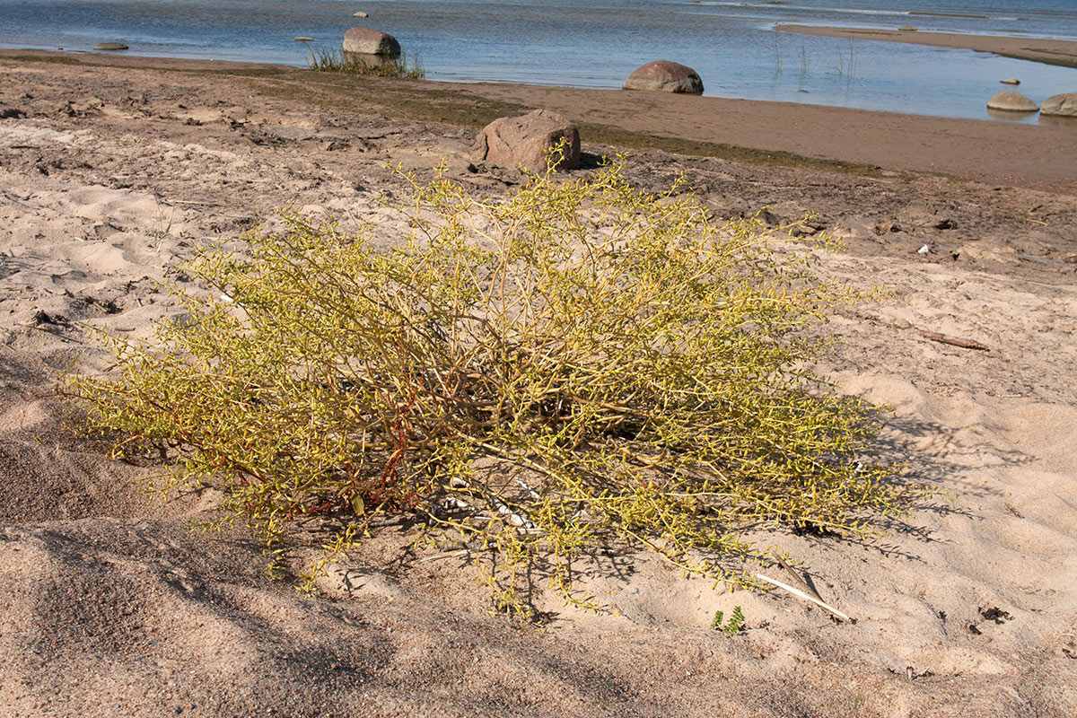 Image of Cakile baltica specimen.