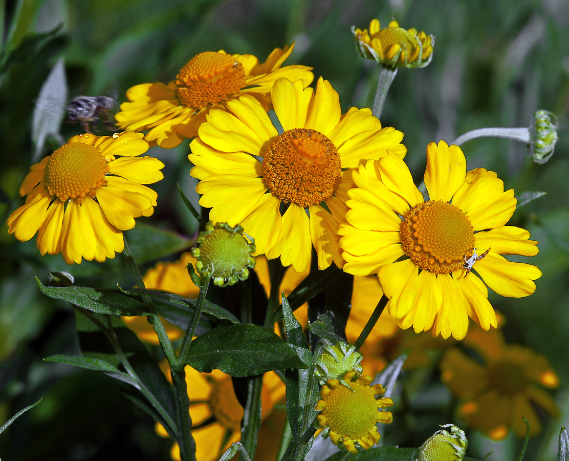 Изображение особи Helenium autumnale.