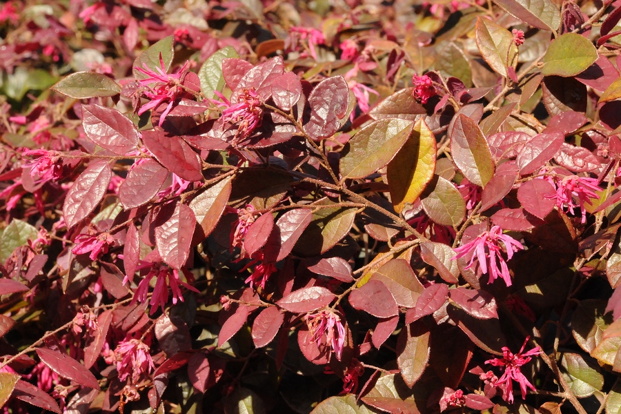 Image of Loropetalum chinense var. rubrum specimen.