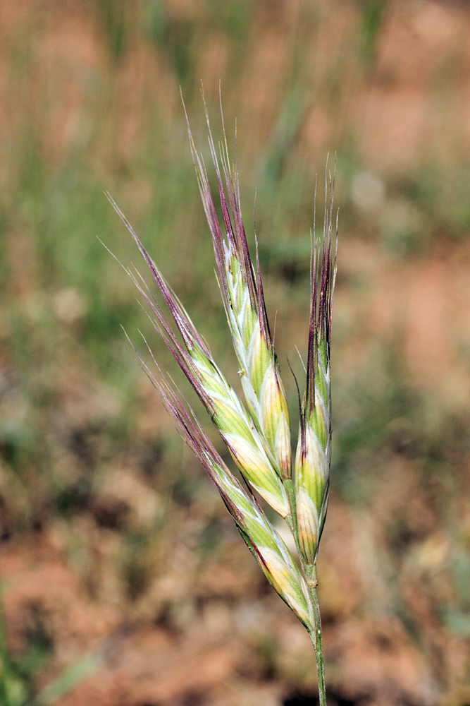 Изображение особи Bromus danthoniae.