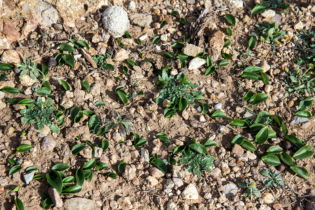 Изображение особи Arisarum vulgare.