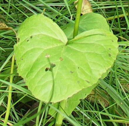 Image of Ligularia sibirica specimen.