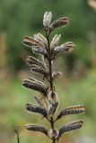 Lupinus polyphyllus. Верхушка соплодия со вскрывшимися плодами. Калужская обл., ст. Думиничи, залежь. 24.08.2009.