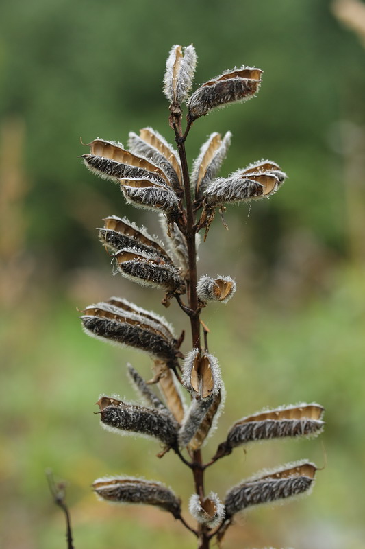 Изображение особи Lupinus polyphyllus.