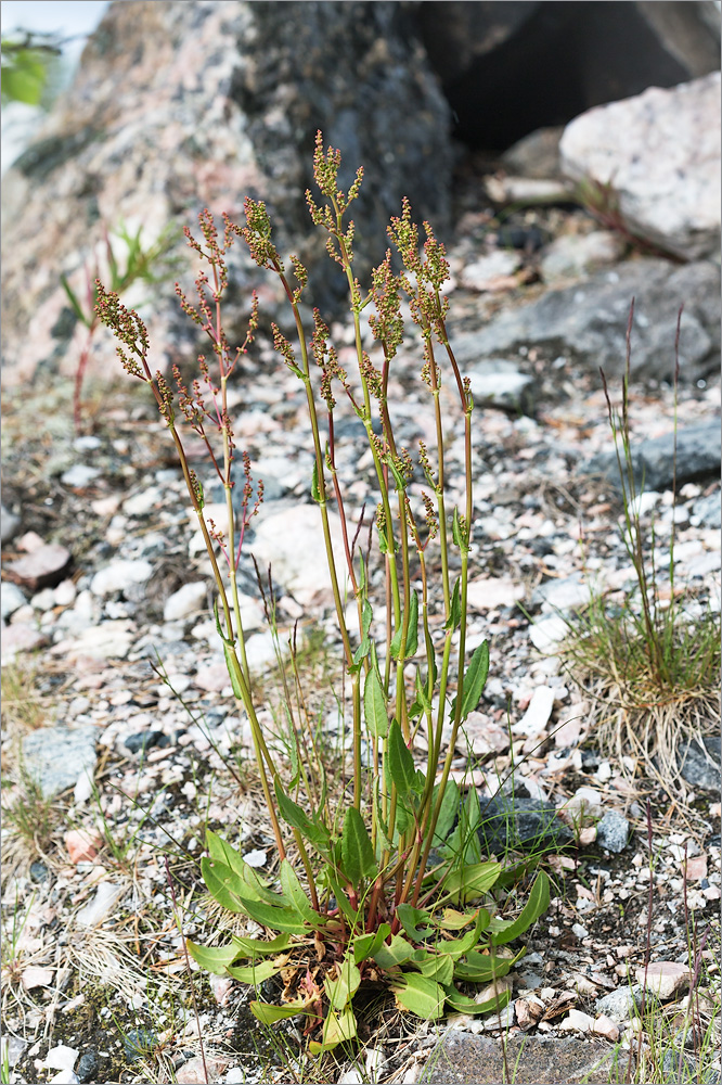 Изображение особи Rumex thyrsiflorus.