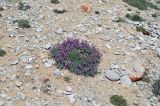 Hedysarum minjanense