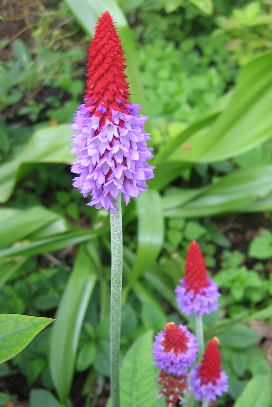 Изображение особи Primula vialii.