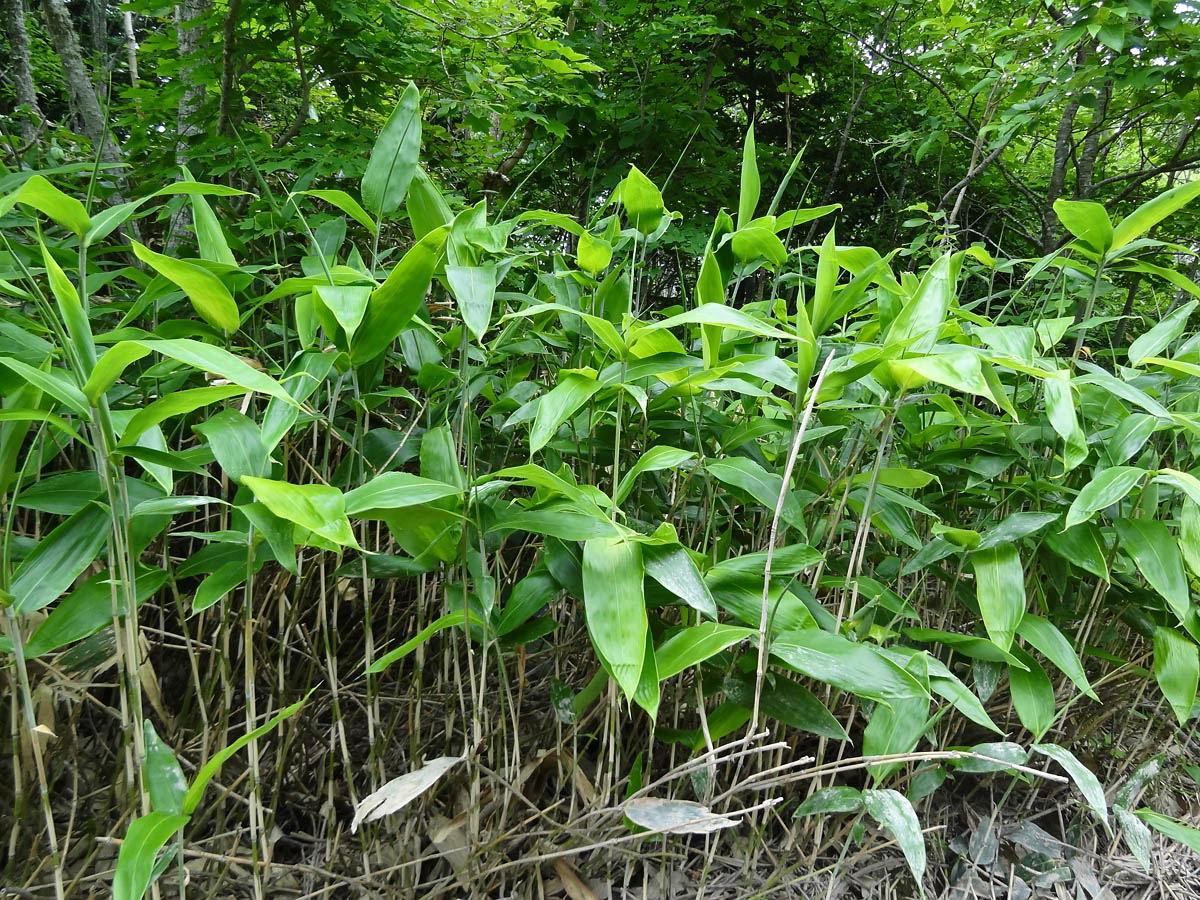 Image of genus Sasa specimen.