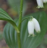 Polygonatum hirtum