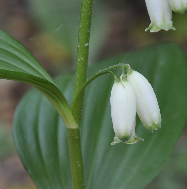 Image of Polygonatum hirtum specimen.