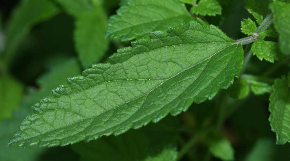 Image of Teucrium ussuriense specimen.