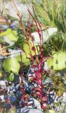 Epilobium hornemannii