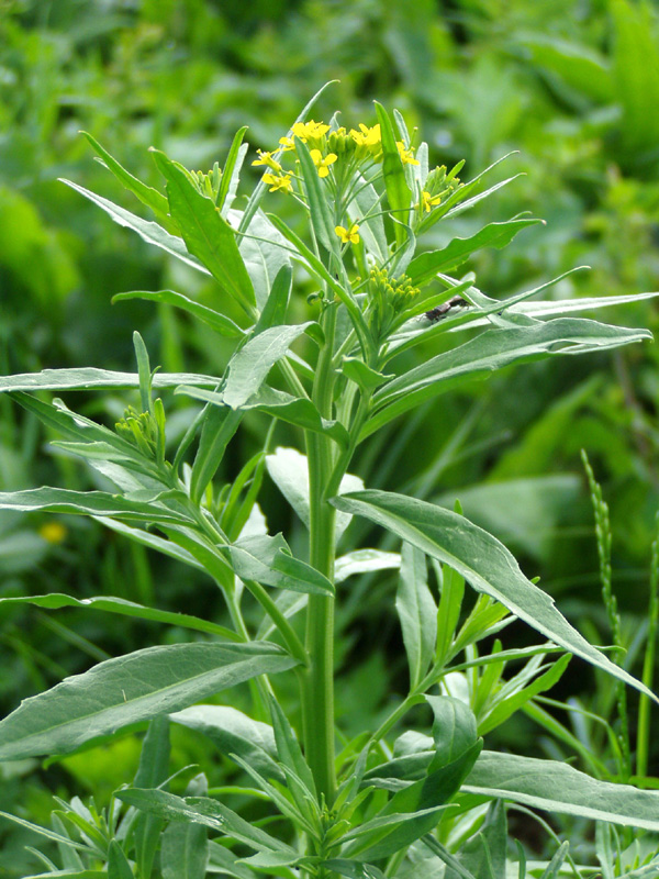 Image of Erysimum cheiranthoides specimen.