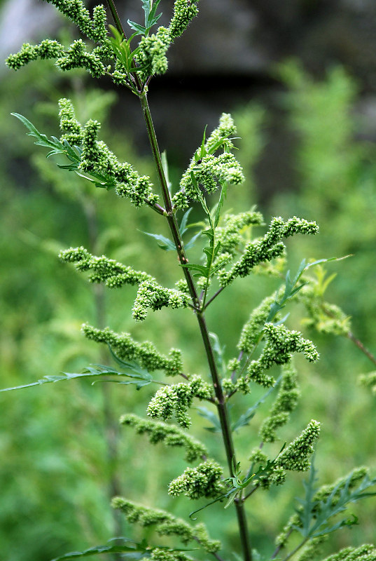 Изображение особи Urtica cannabina.