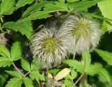 Atragene sibirica
