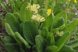 Primula macrocalyx