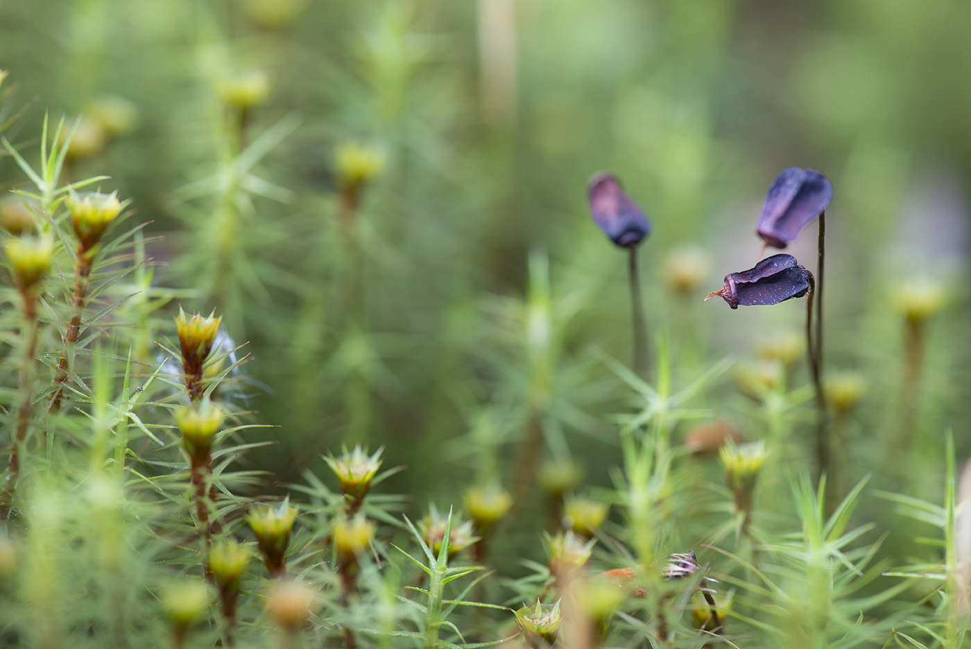 Image of Polytrichum commune specimen.