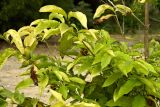 Coffea arabica. Верхушки веточек. Испания, Андалусия, г. Малага, ботанический сад \"La Concepcion\". Август 2015 г.