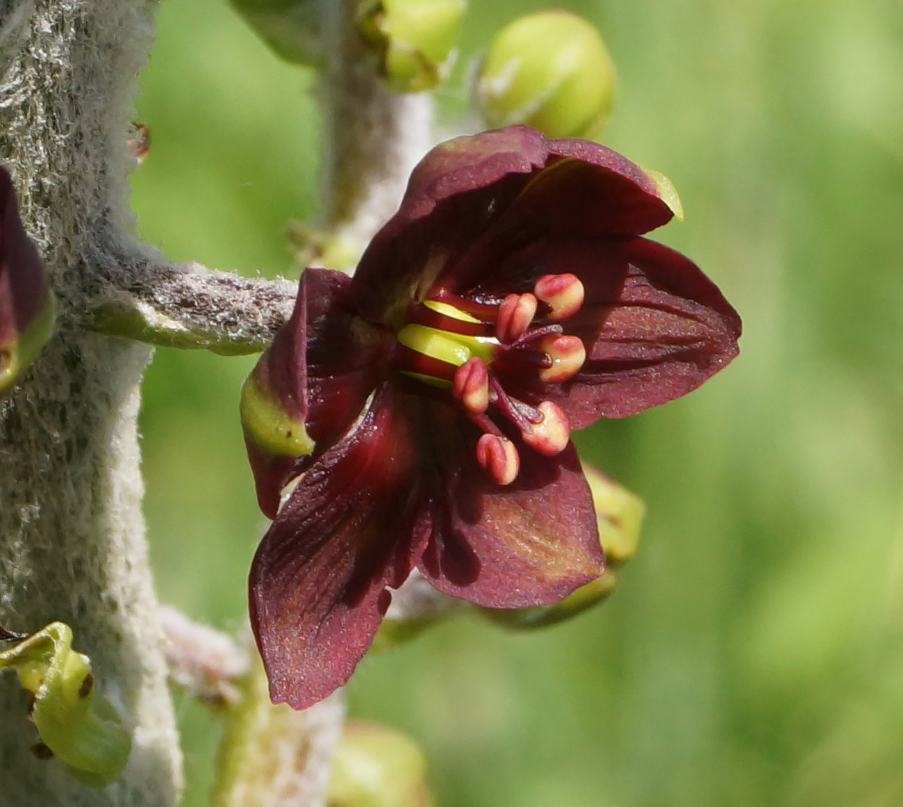 Изображение особи Veratrum nigrum.