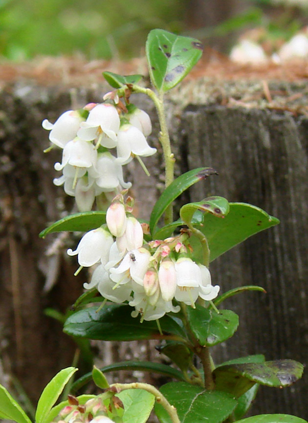 Image of Vaccinium vitis-idaea specimen.