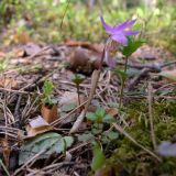 Calypso bulbosa. Цветущее растение. Свердловская обл., окр. г. Североуральск, травяно-моховой сосняк с елью на известняках. 27.05.2007.