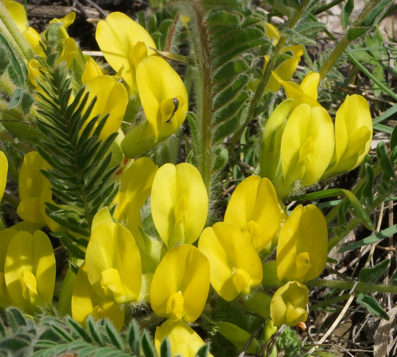 Изображение особи Astragalus buchtormensis.