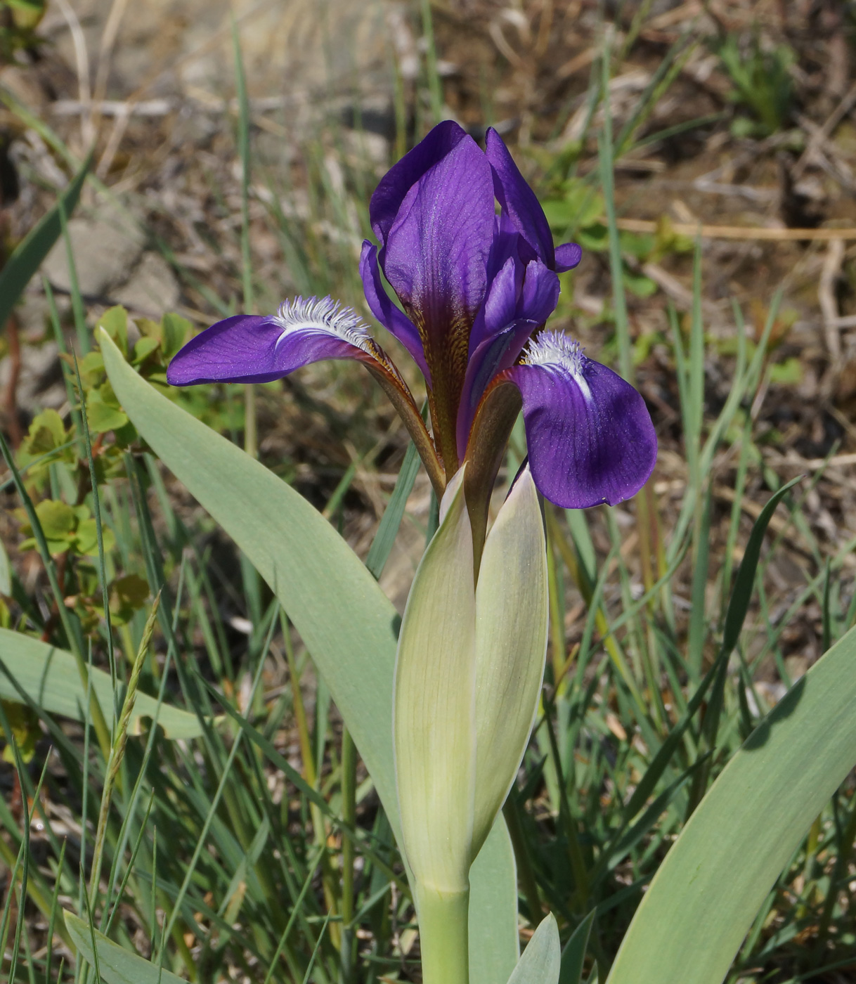 Image of Iris glaucescens specimen.