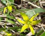 Gagea lutea. Цветки. Ленинградская обл., г. Волхов, правый берег, южная окр., р-н Торфопоселка. 06.05.2010.