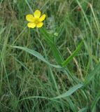 Ranunculus lingua