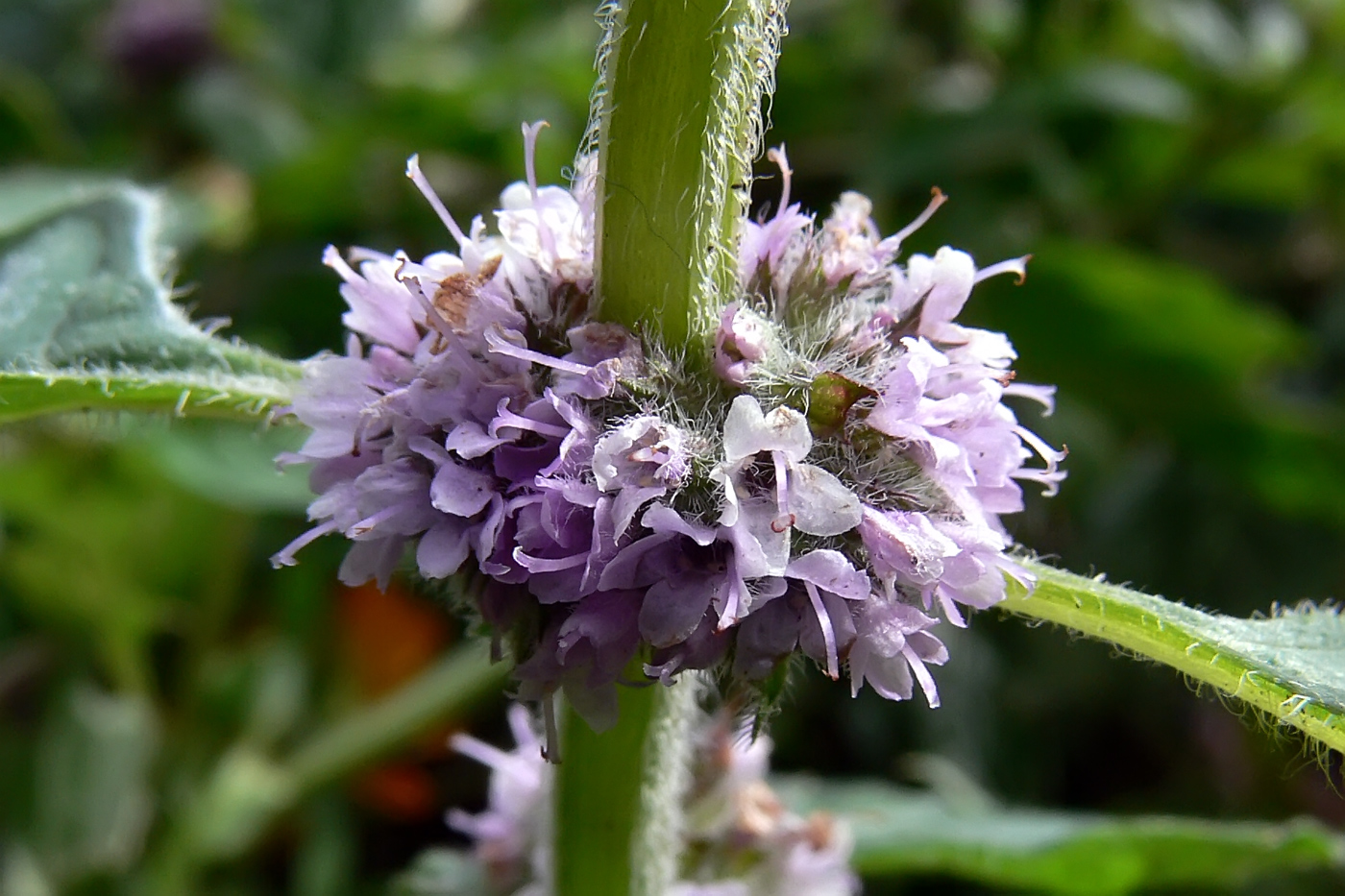 Image of Mentha × verticillata specimen.