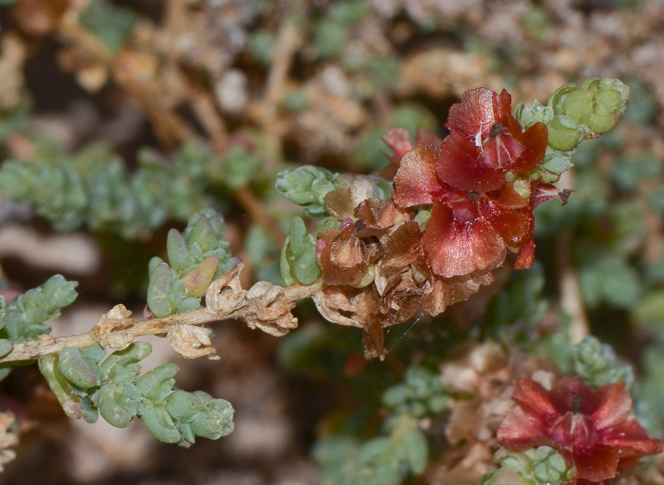 Изображение особи Salsola vermiculata.