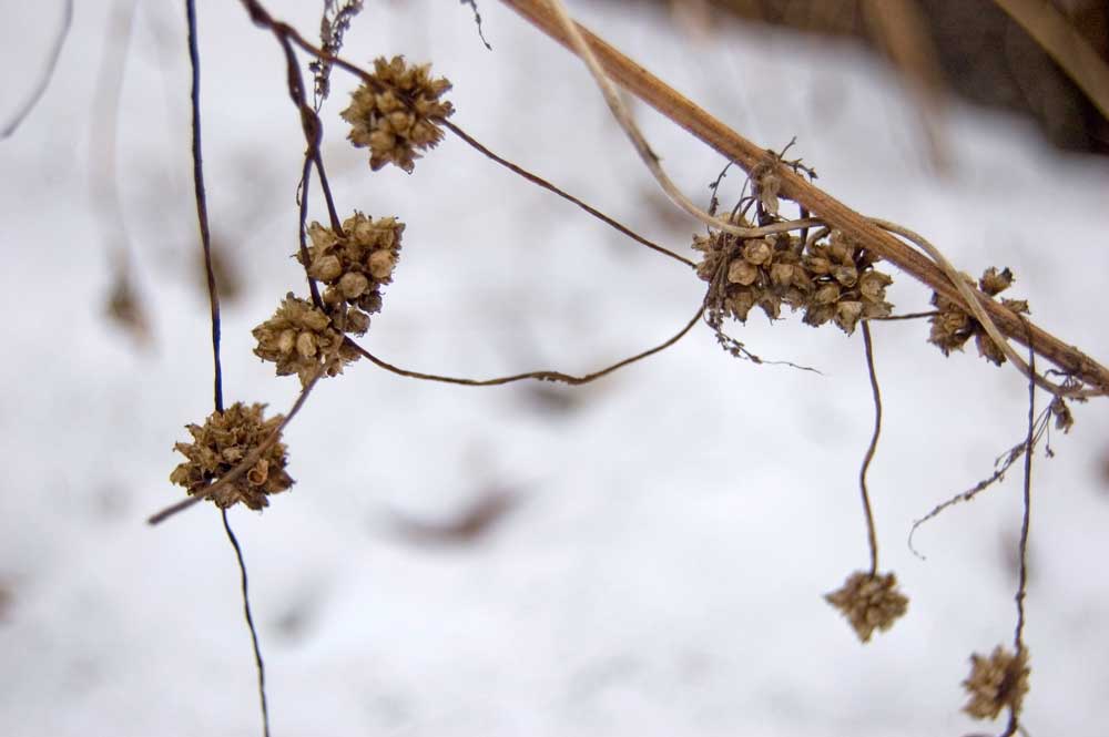 Изображение особи Cuscuta europaea.