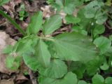 Cardamine tenera