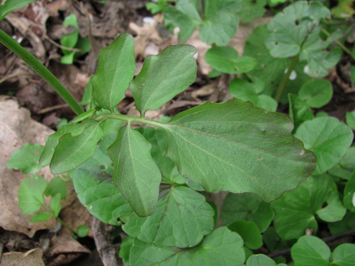 Изображение особи Cardamine tenera.