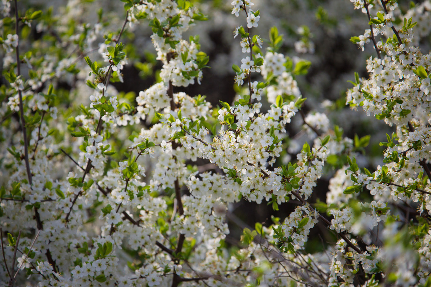 Image of Cerasus fruticosa specimen.