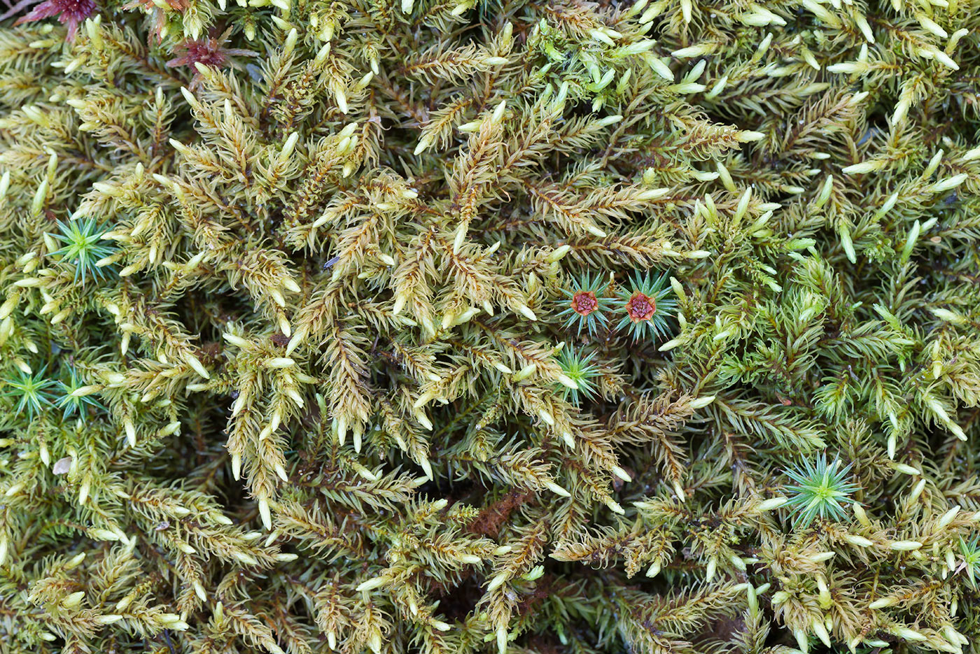 Image of Aulacomnium palustre specimen.