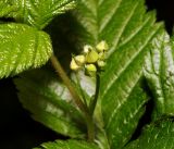 Rubus saxatilis. Бутоны соцветия на верхушке побега. Московская обл., Раменский р-н, окр. ж.-д. платформы Хрипань, смешанный лес у ЛЭП. 18.05.2016.